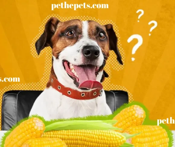 Can Dogs Eat Sweetcorn?