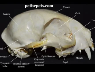 Cat Skull: Best Complete Anatomy 2024 -- cat skulls, cat skull, skull cat