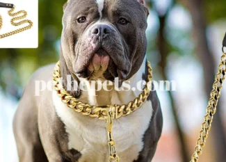 Dog Chain: How to Choose the Right Dog Chain? - 2024