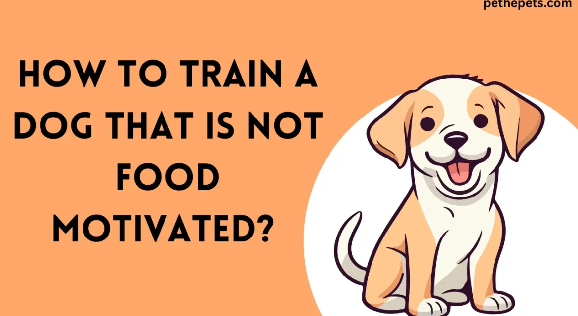 How to Train a Dog That Is Not Food Motivated? - 2024