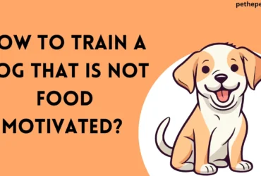 How to Train a Dog That Is Not Food Motivated? - 2024