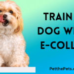 train dog with e collar