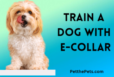 train dog with e collar