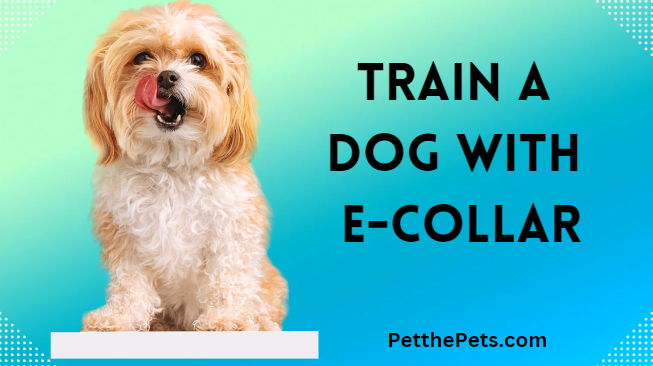 train dog with e collar